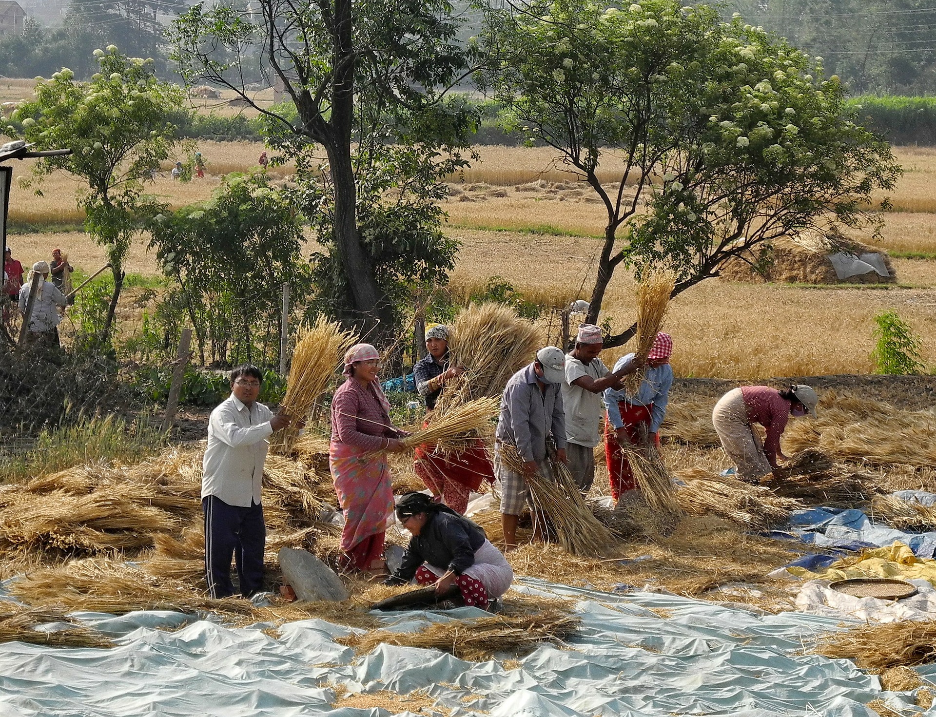 Local community during harvest season © Pixabay 